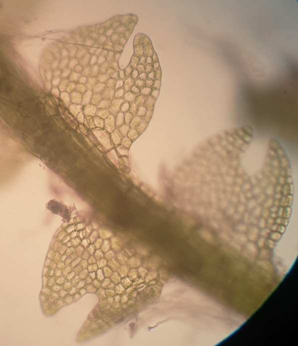 Fuscocephaloziopsis macrostachya var. macrostachya